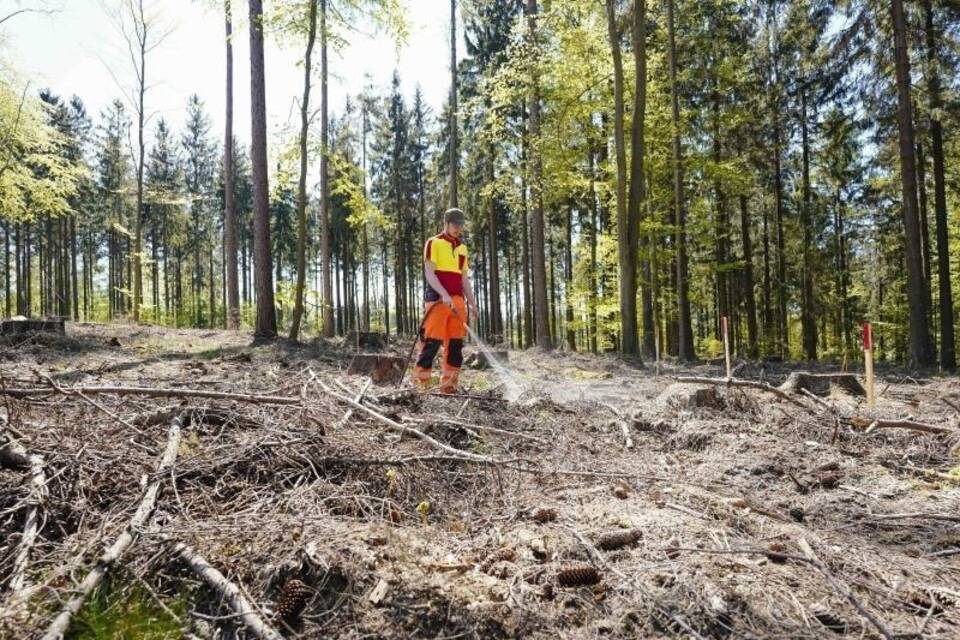 Trockenheit im Wald