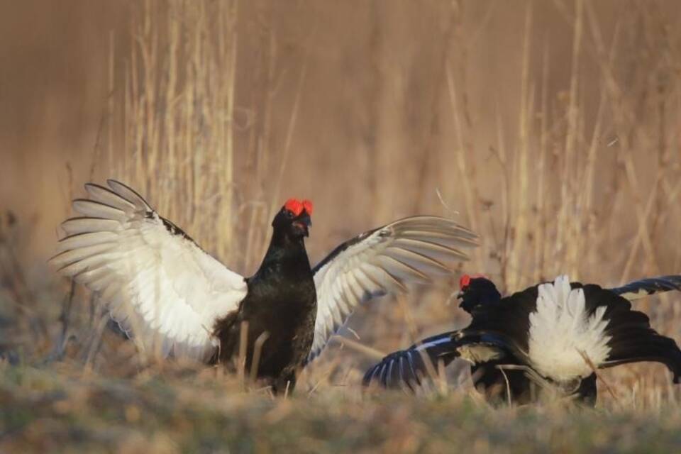 Birkhühner