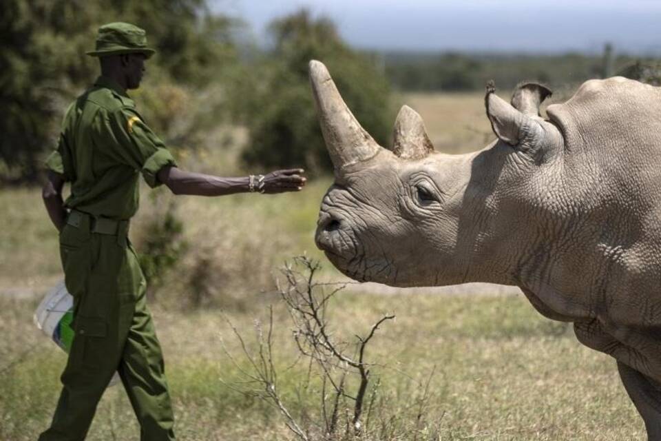 Nördliches Breitmaulnashorn Nördliches Breitmaulnashorn