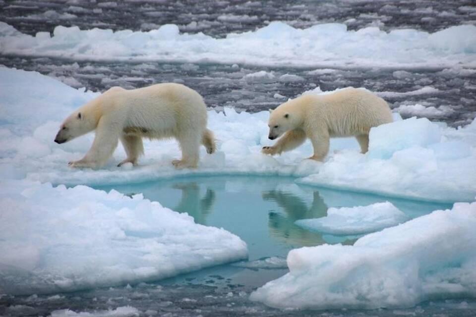 In der Arktis - Eisbären