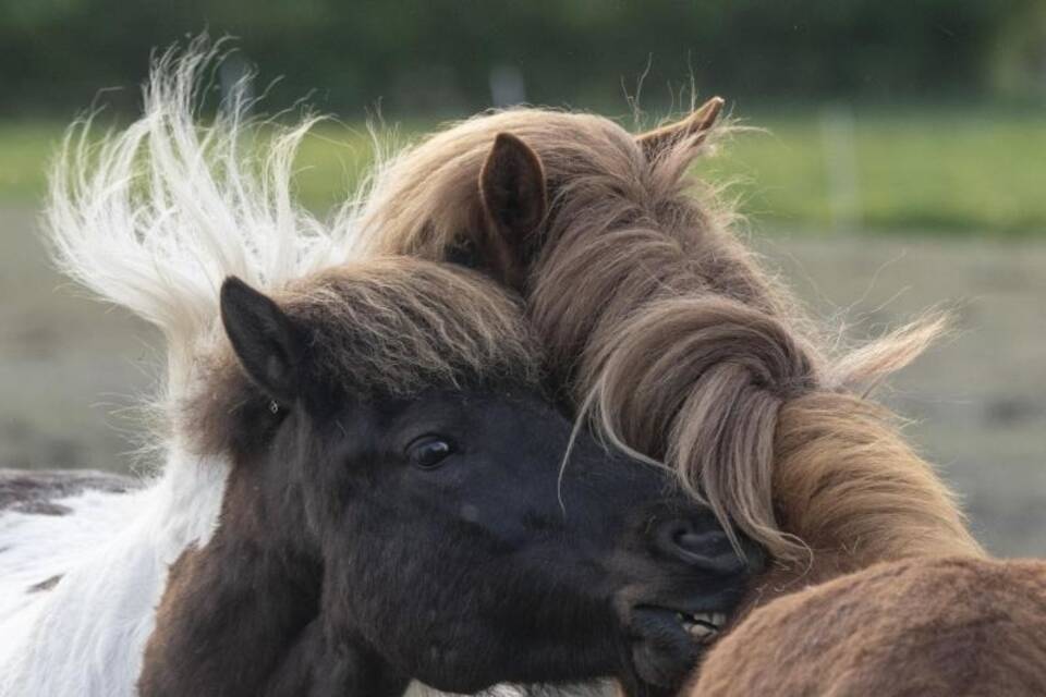 Pferde beim Schmusen