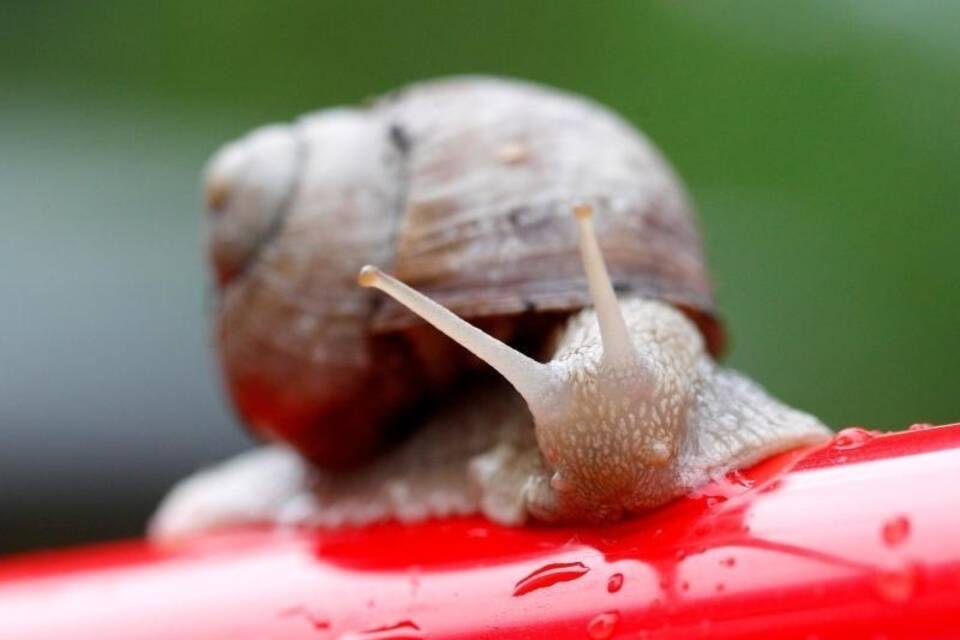 Weinbergschnecke