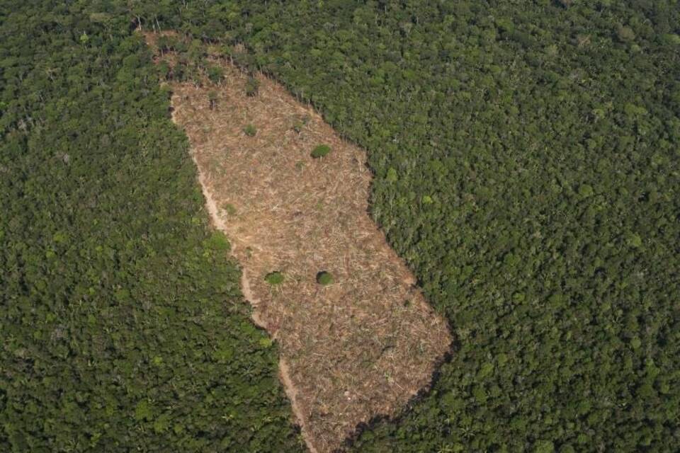 Abholzung im Amazonas