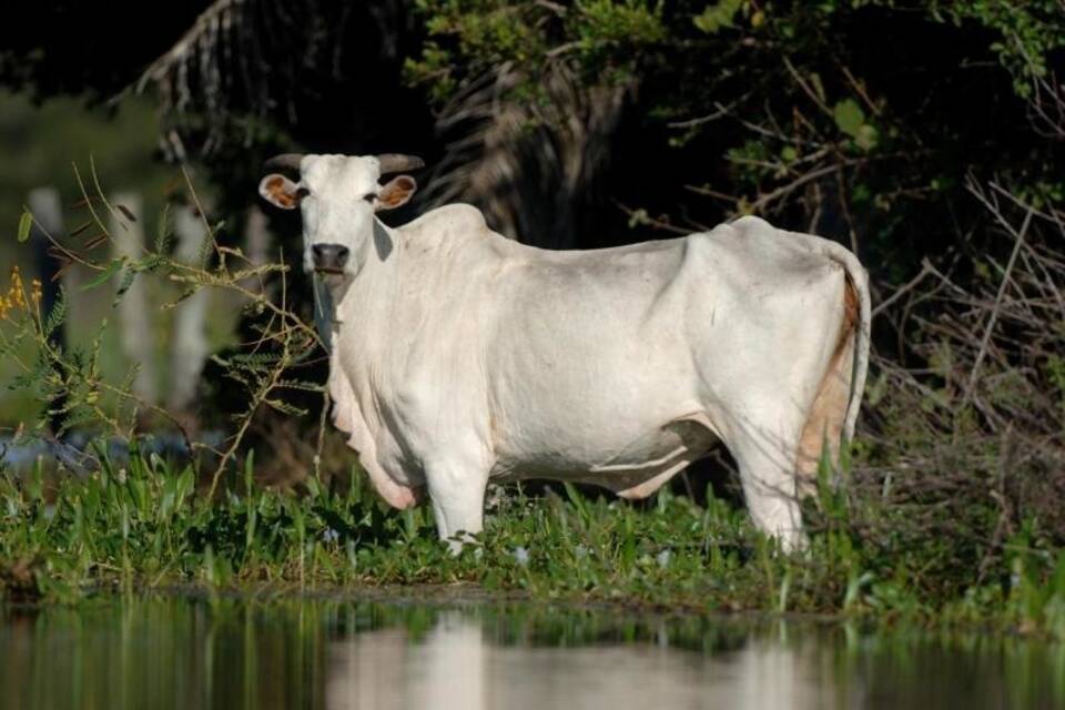 Rinderzucht im Pantanal Rinderzucht im Pantanal
