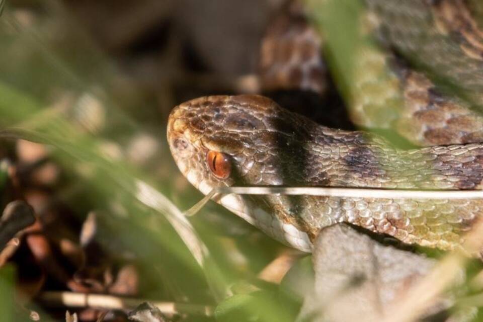 Eine Kreuzotter in Bayern