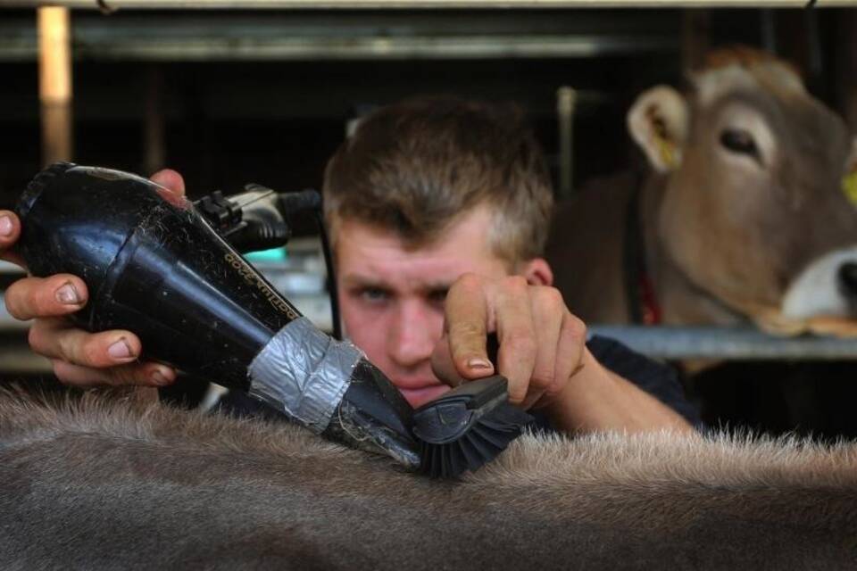 Kuh-Friseur