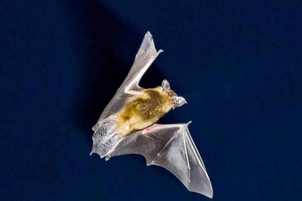 Fledermaus Fledermaus