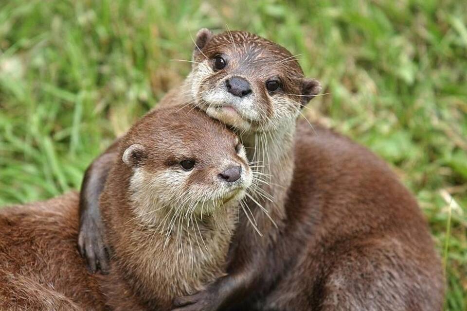 Otter Otter