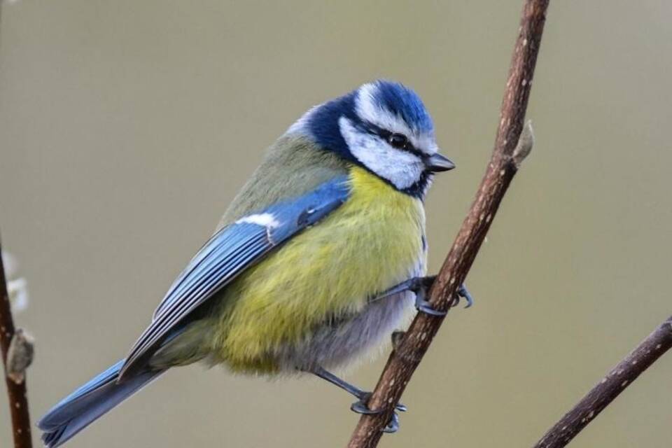 Blaumeise Blaumeise