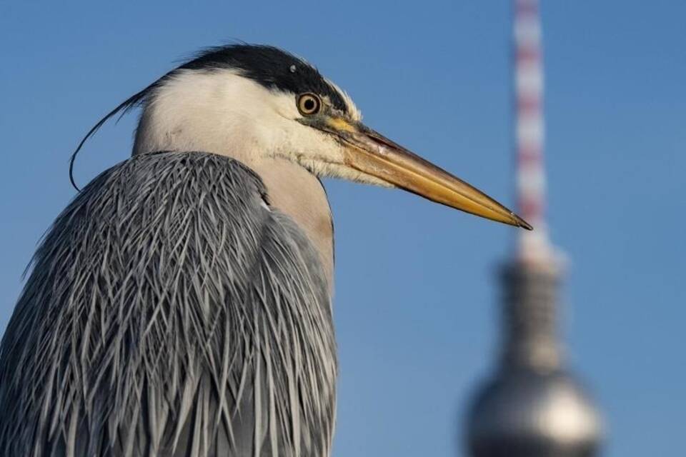 Reiher Reiher