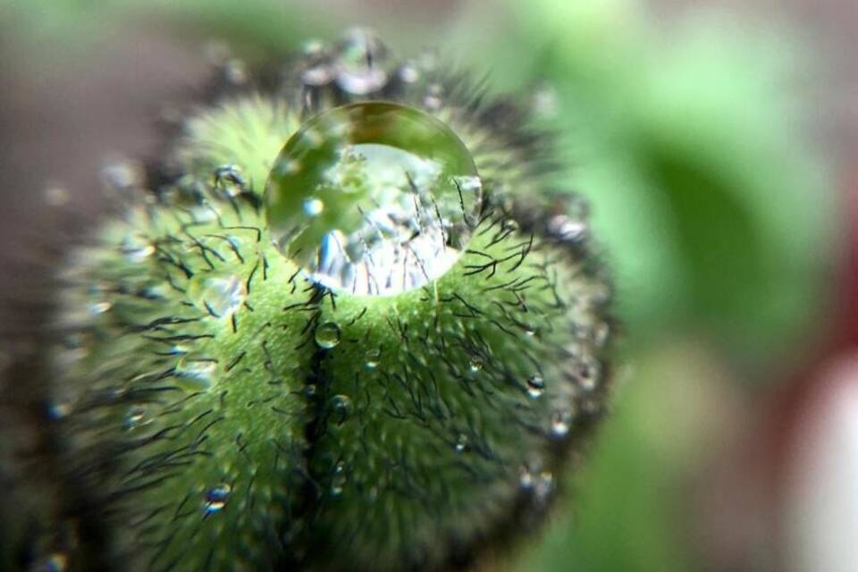 Wassertropfen Wassertropfen