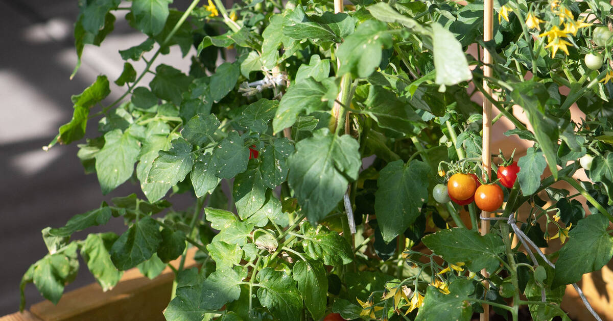 Tomatenpflanzen Gemüse für den Balkon Verbraucherseite der Rhein