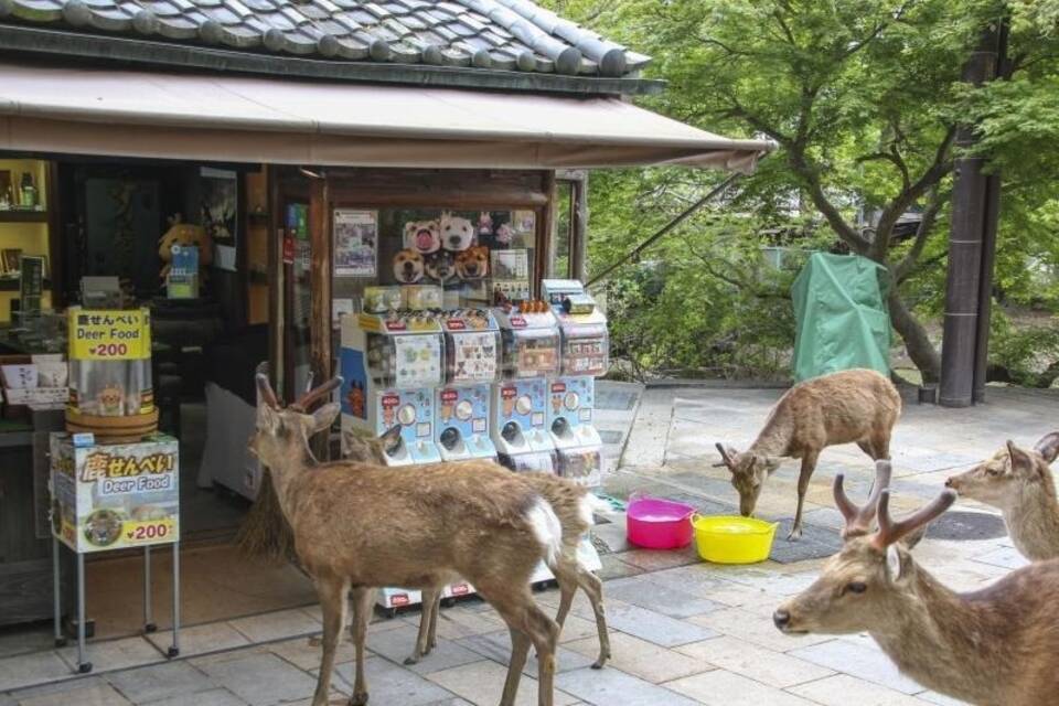 Rehe in Japan Rehe in Japan