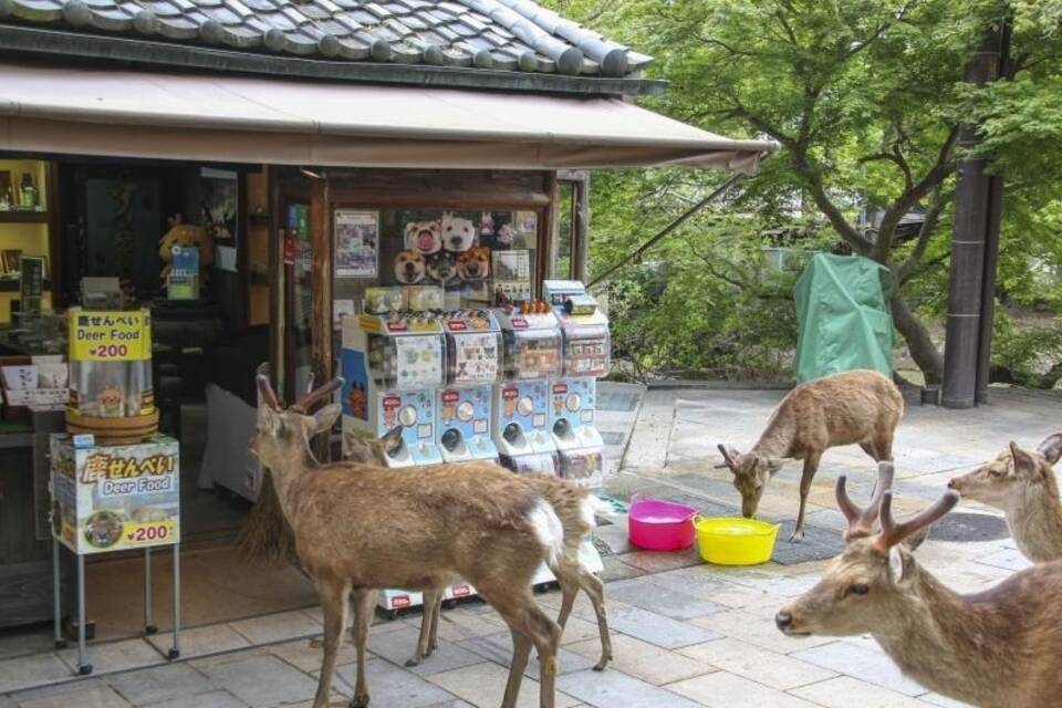 Rehe in Japan