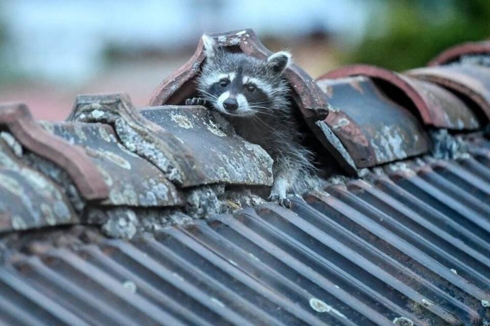 Waschbär Waschbär