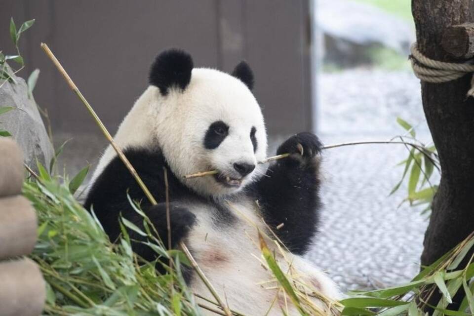 Zoo-Pandas