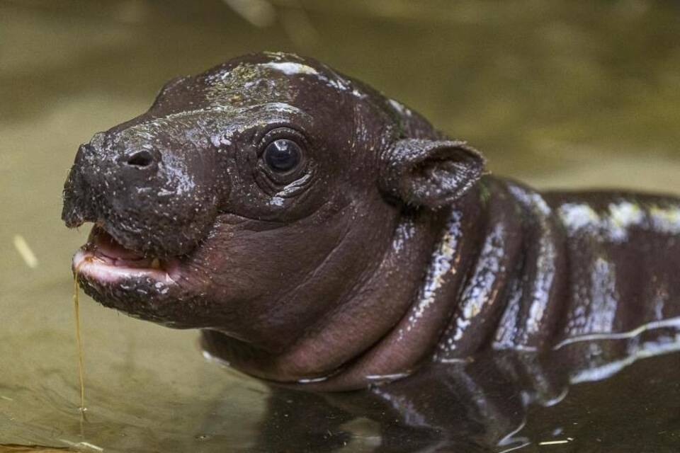 Zwergflusspferd Zwergflusspferd