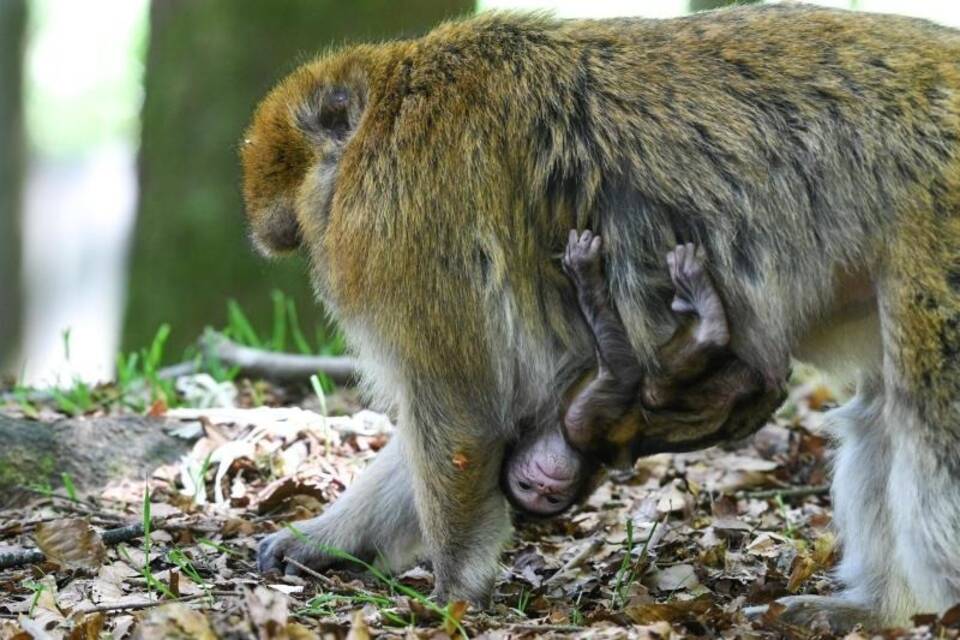 Berberaffen Berberaffen
