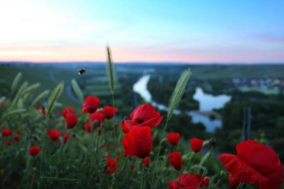 Klatschmohn Klatschmohn