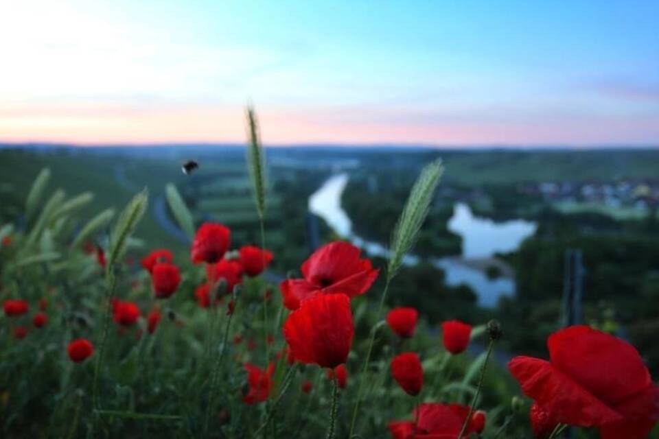 Klatschmohn