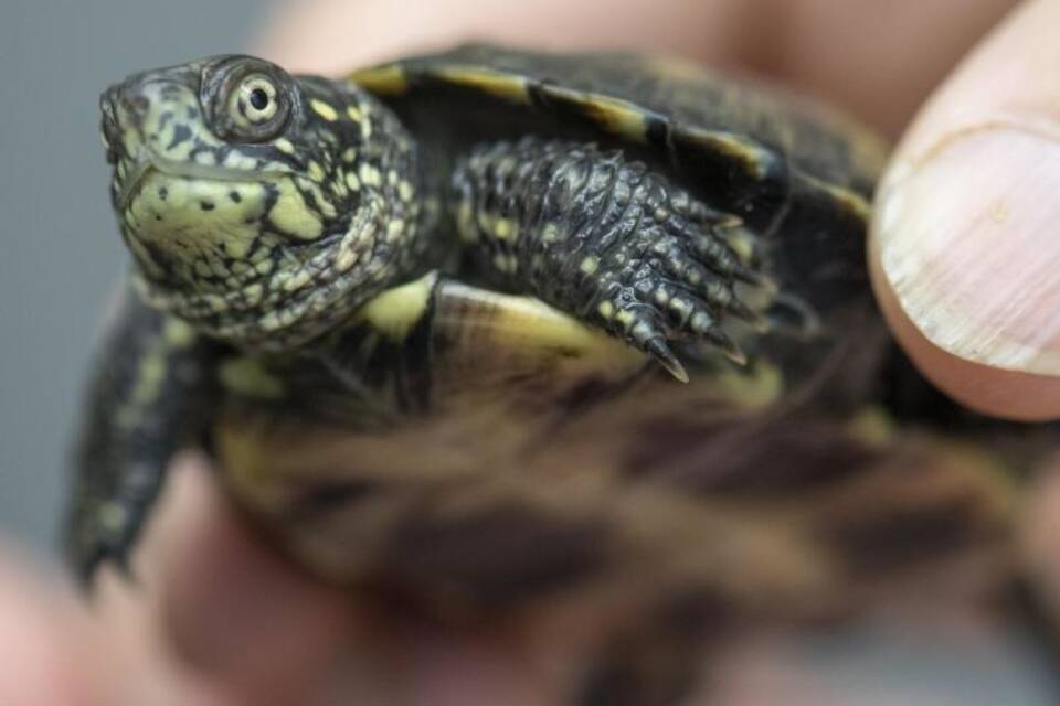 Sumpfschildkröte Sumpfschildkröte