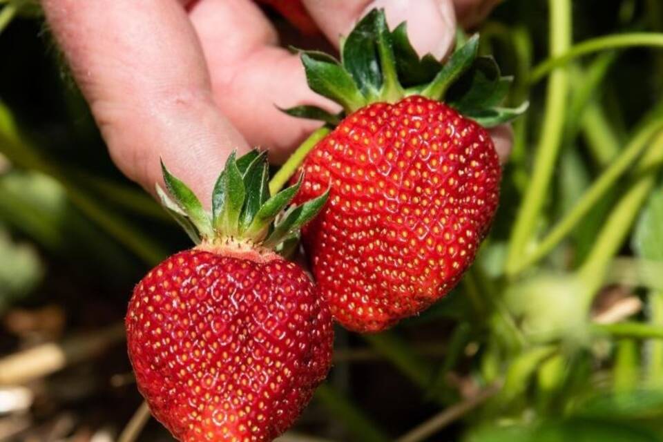 Erdbeeren Erdbeeren