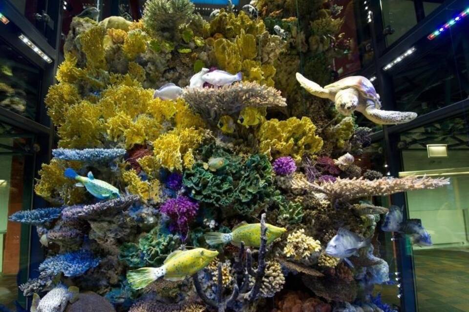 Naturschwämme Naturschwämme