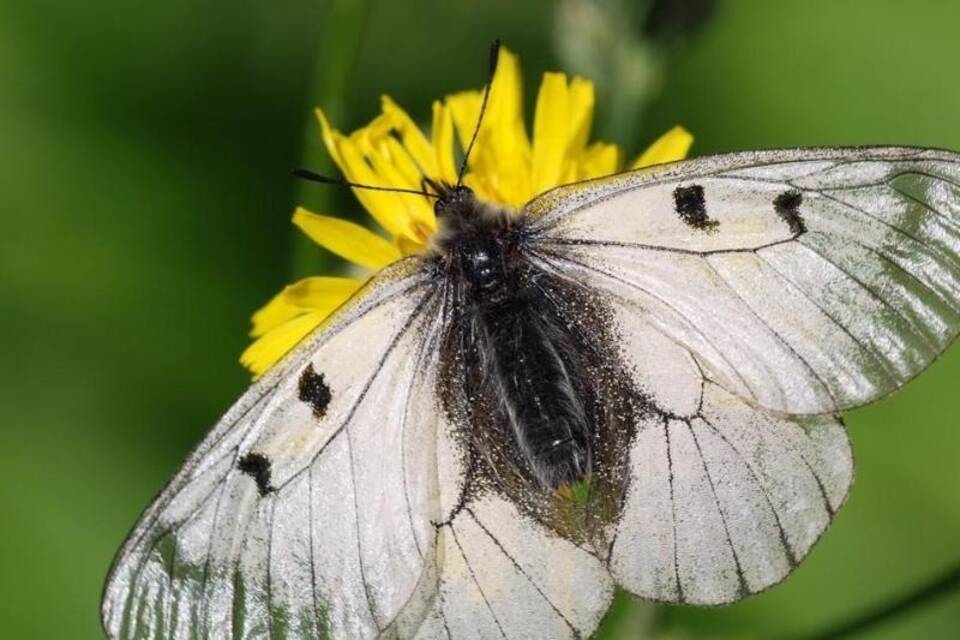 Schmetterling Schmetterling