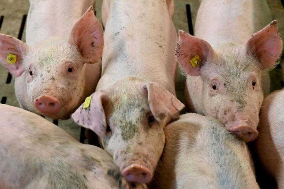 Schweinestall Schweinestall