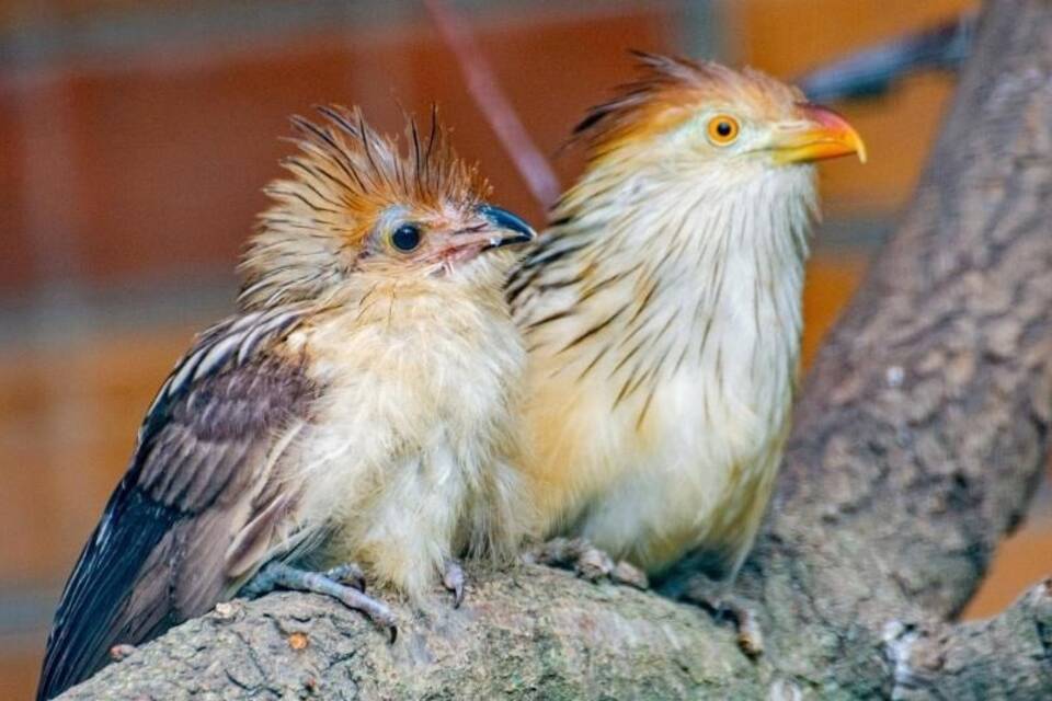 Jungvögel Jungvögel