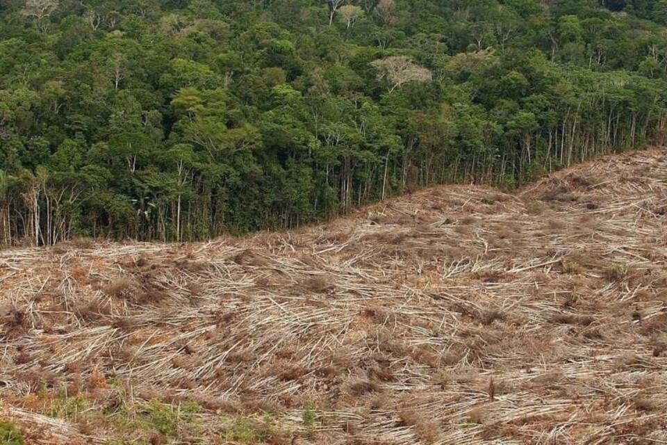 Abholzung in Brasilien