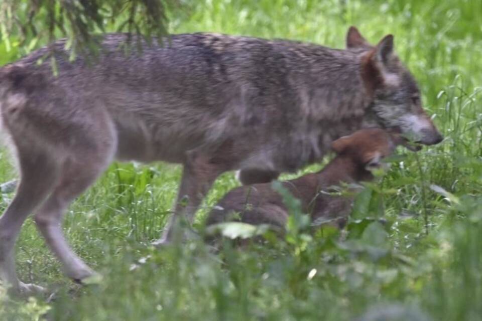 Wildpark Eekholt