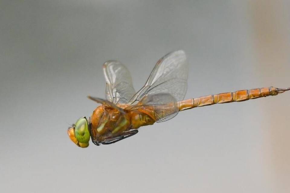 Eine Libelle Eine Libelle