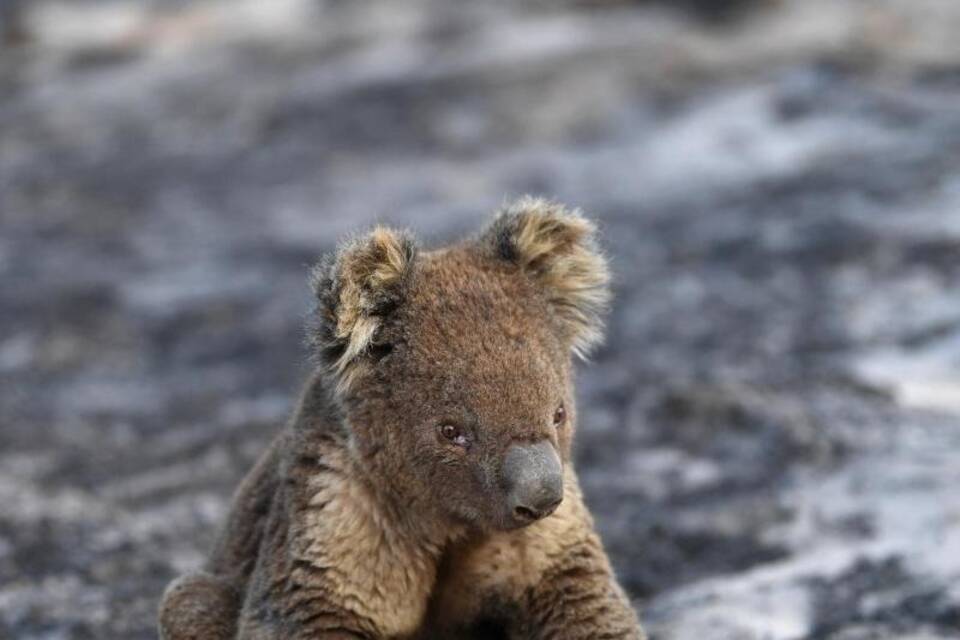 Ein Koala Ein Koala