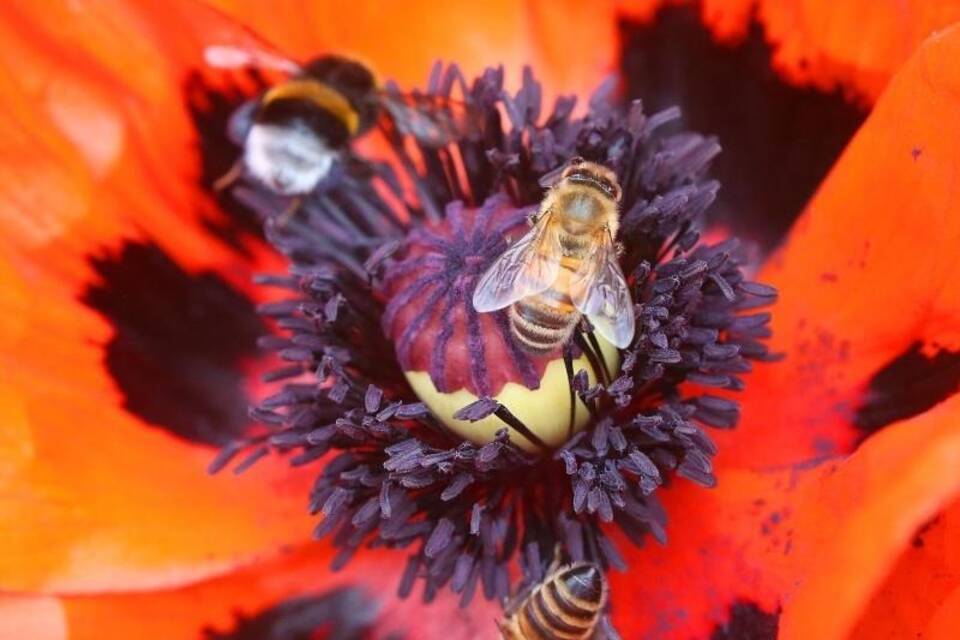 Bienen und Hummeln Bienen und Hummeln