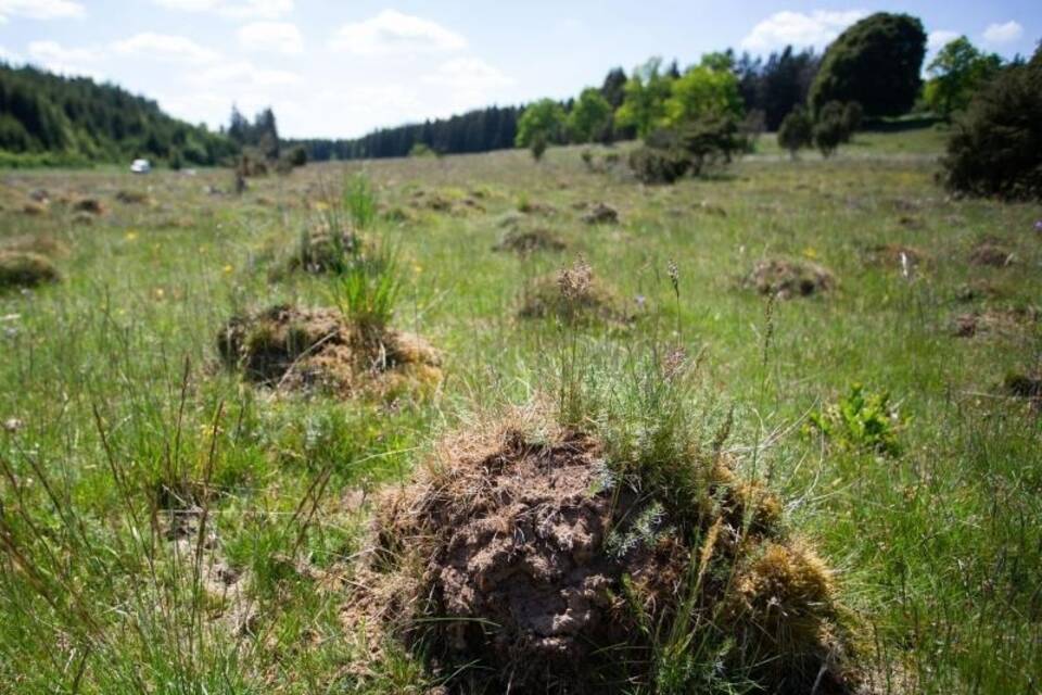 Ameisenhaufen auf einer Wiese Ameisenhaufen auf einer Wiese