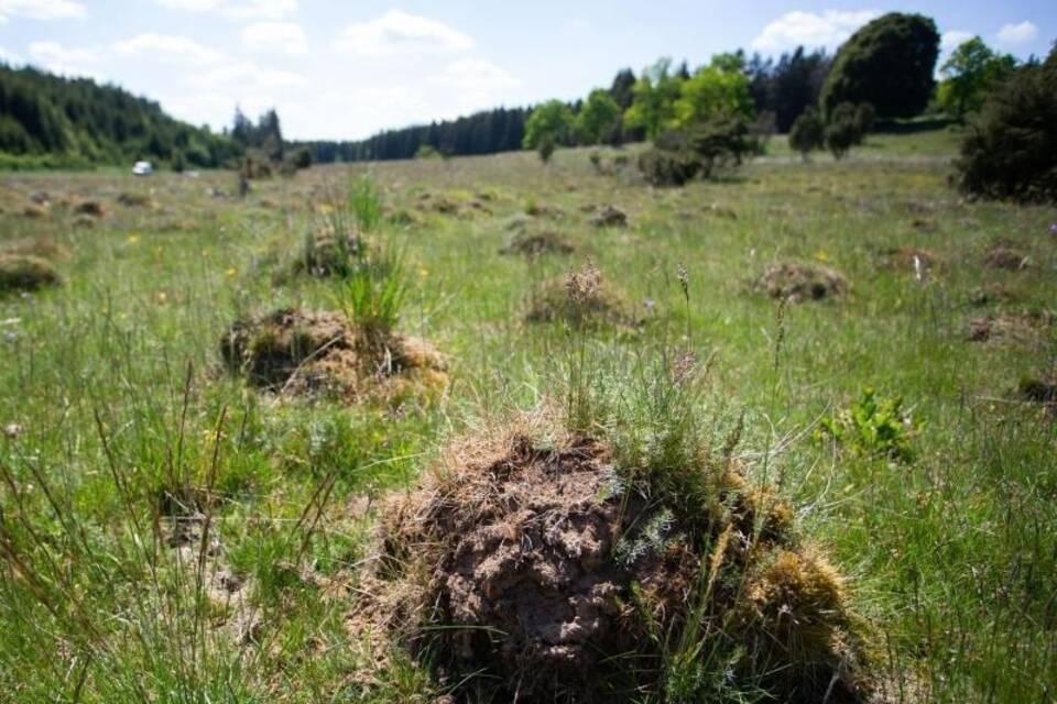 Ameisenhaufen auf einer Wiese