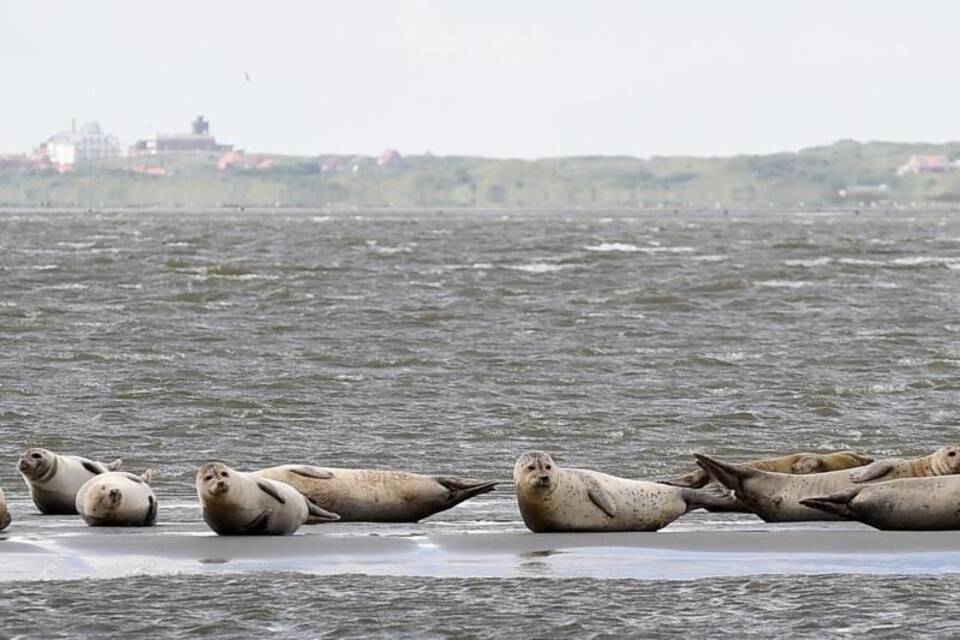 Seehunde an der Nordsee Seehunde an der Nordsee