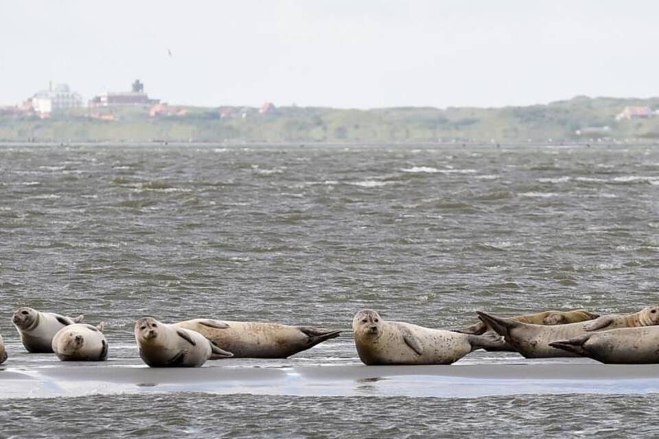 Seehunde an der Nordsee