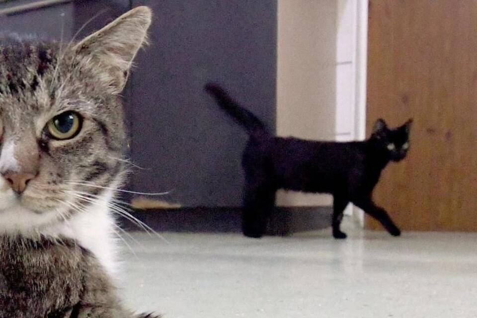 Kater Kater