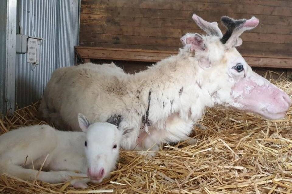 Nala liegt mit ihrer Mutter im Stroh Nala liegt mit ihrer Mutter im Stroh