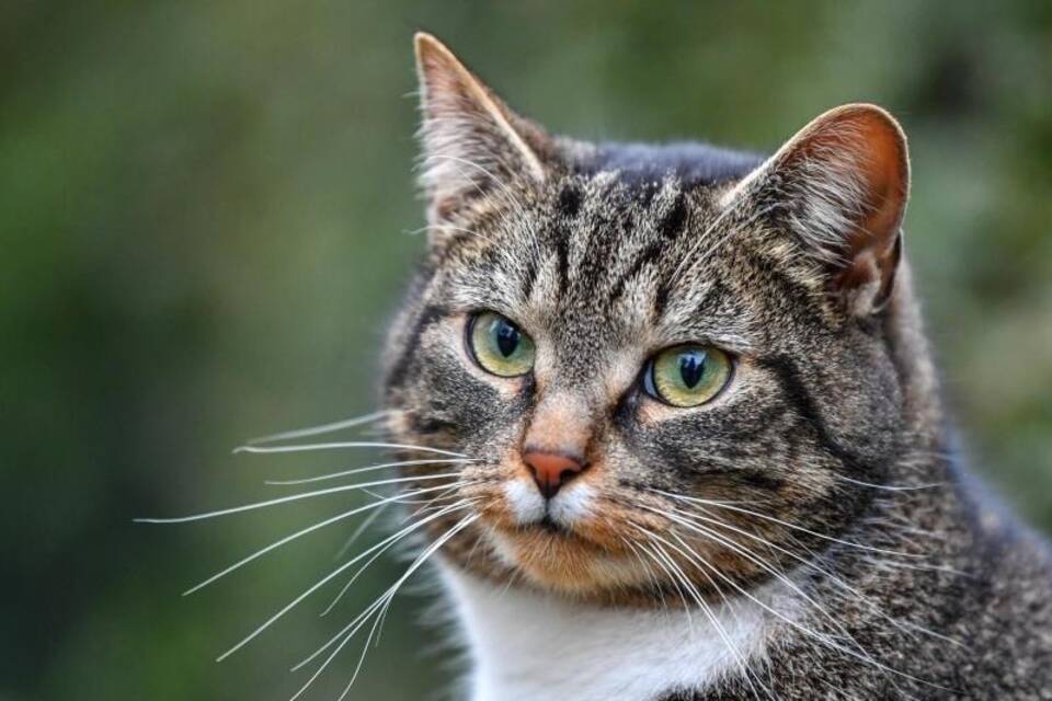 Eine getigerte Hauskatze Eine getigerte Hauskatze