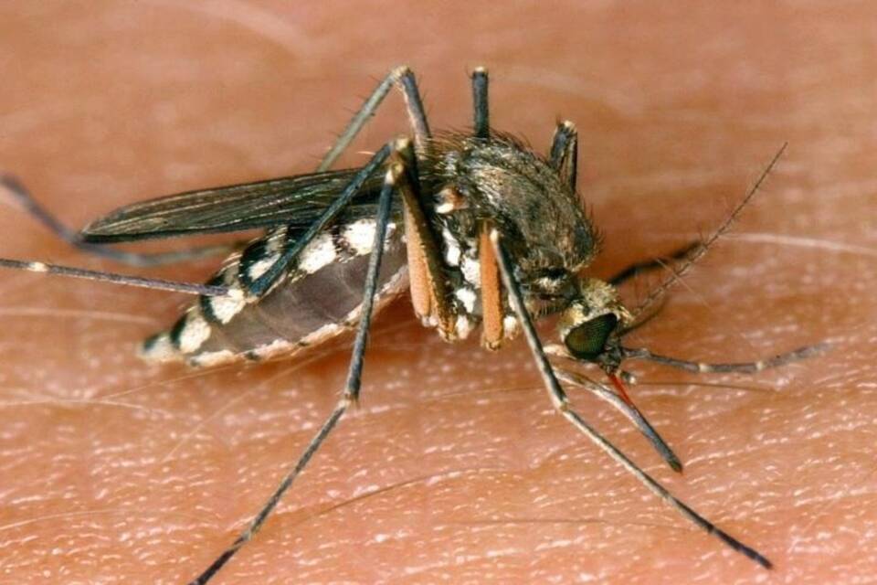 Stechmücken