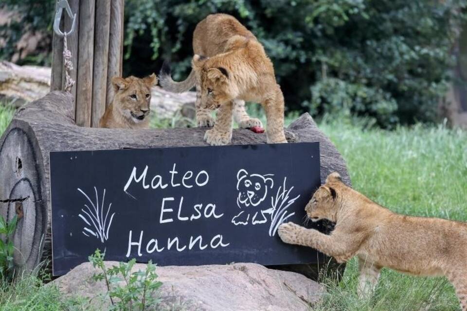 Löwen Löwen