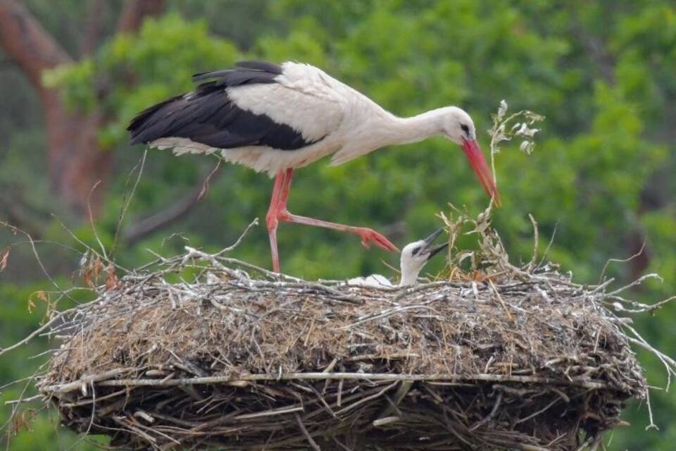 Alleinerziehender Storch