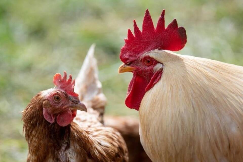 Fleisch teurer machen