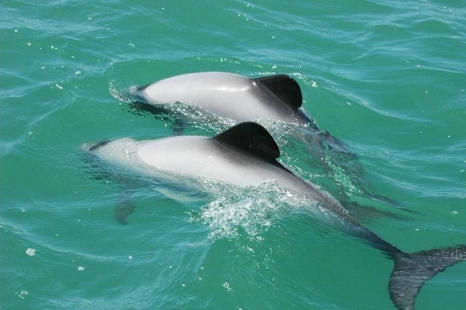 Neuseeland will seltene Delfine retten