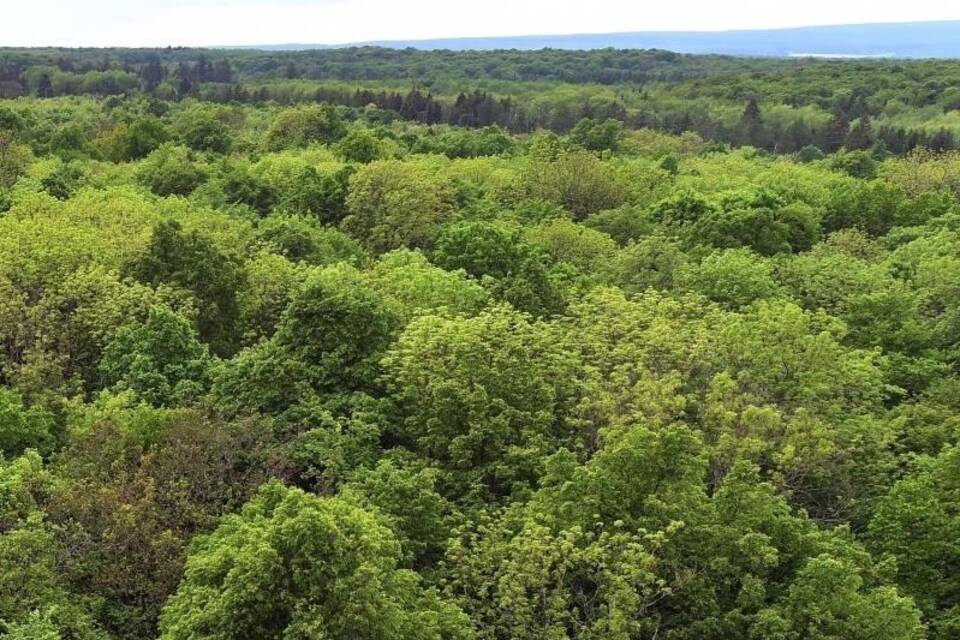 Wald in Thüringen