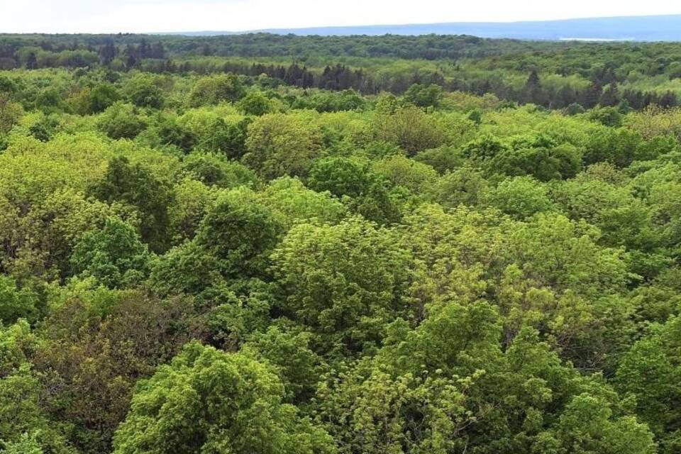 Wald in Thüringen Wald in Thüringen