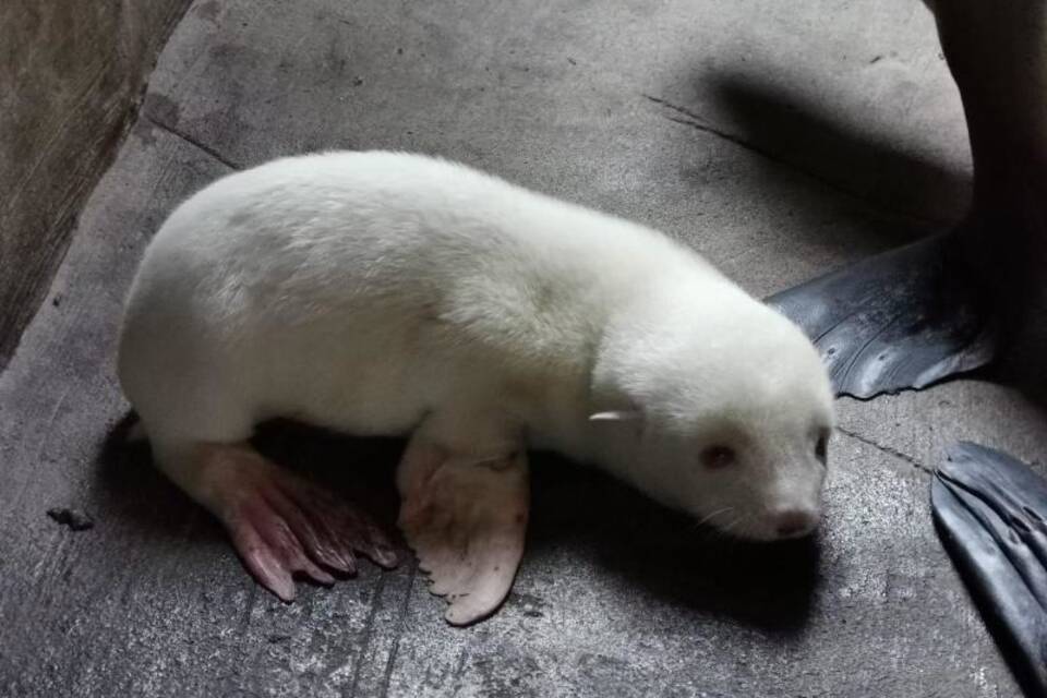 Seebärenbaby Seebärenbaby